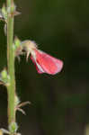 Spiked hoarypea